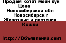 Продам котят мейн-кун › Цена ­ 5 000 - Новосибирская обл., Новосибирск г. Животные и растения » Кошки   
